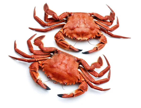 Crabes necora atlantiques isolés — Photo