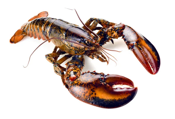 Raw lobster isolated — Stock Photo, Image