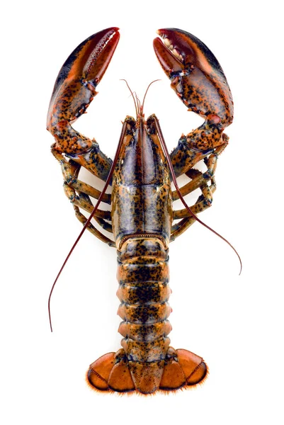 Raw lobster isolated — Stock Photo, Image