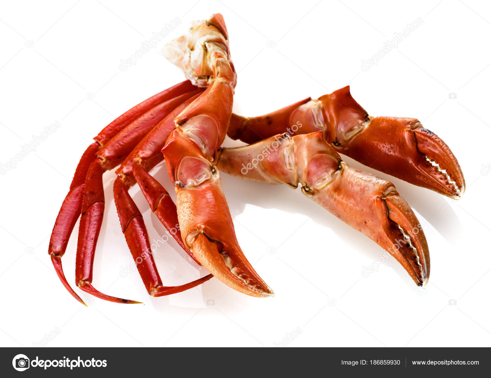 Red king crab legs isolated Stock Photo by ©estudiosaavedra 186859930