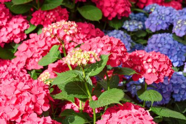 iç bahçede hydrageas