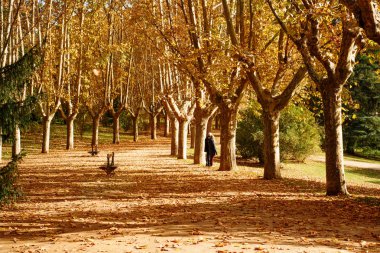 Batı parkında, sonbaharda Madrid, İspanya 'da.