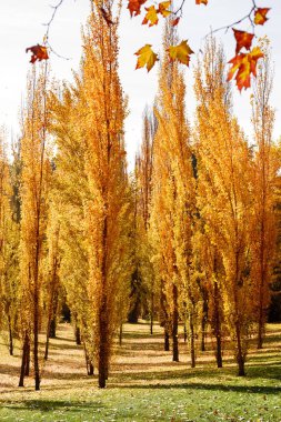 Batı Park, Madrid 'in sonbahar ağaçları