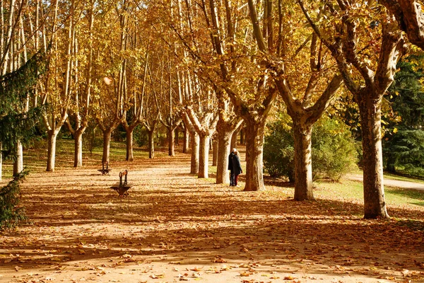 Paseo de West park, en otoño Madrid, España —  Fotos de Stock