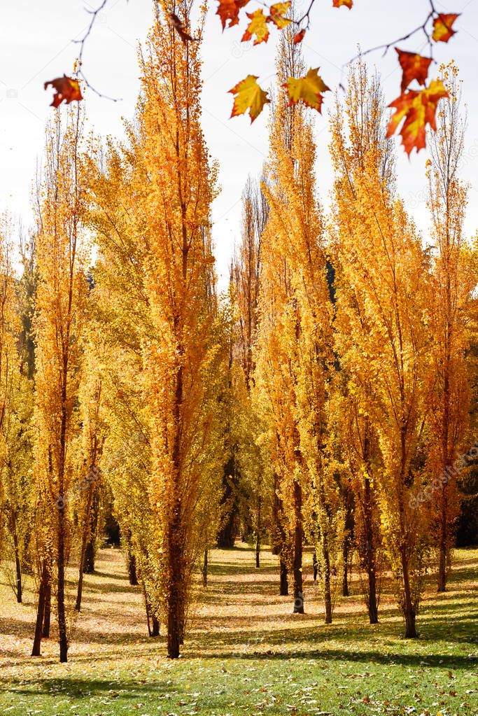 autumn trees of West Park, Madrid