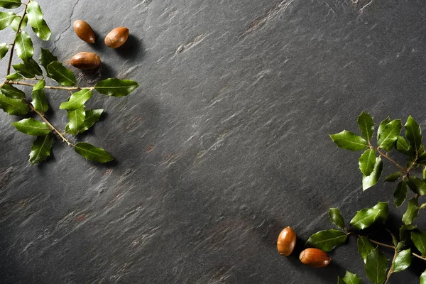 Holm oak leaves and acorns on black slate background — Stock Photo, Image