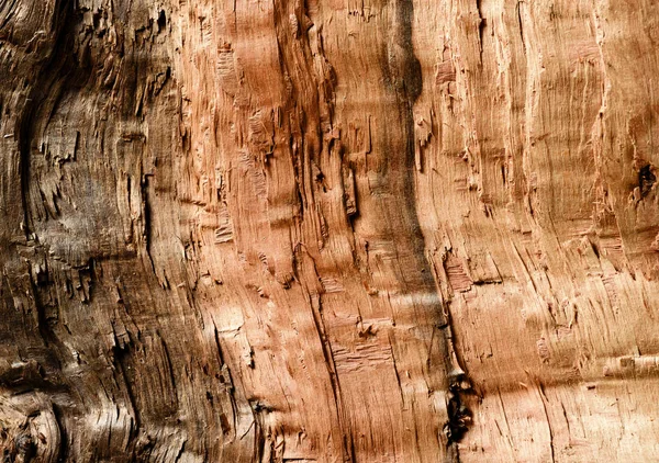 Holm oak wood texture — Stock Photo, Image