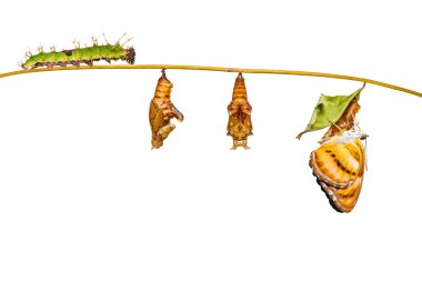 Dal üzerinde asılı renk segeant kelebeğin yaşam döngüsü