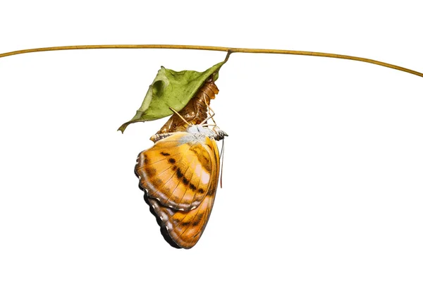 Isolated colour segeant butterfly hanging on chrysalis after eme — Stock Photo, Image