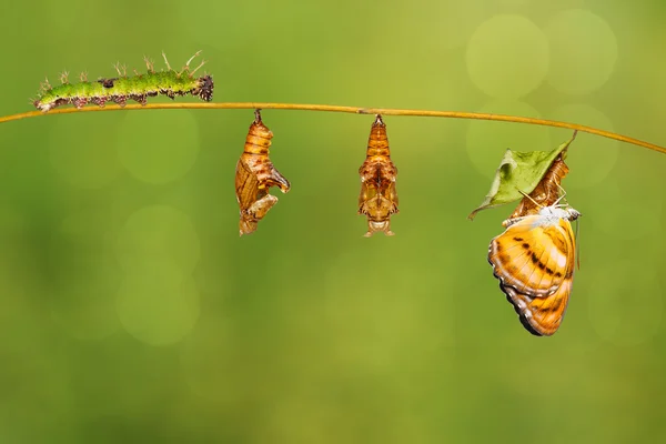 Värikersantin elinkaari perhonen roikkuu oksalla — kuvapankkivalokuva