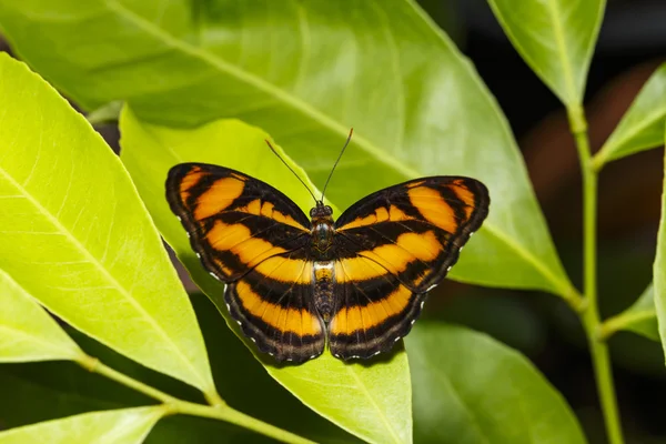 Цветная сегерантная бабочка покоится на зеленом листе — стоковое фото