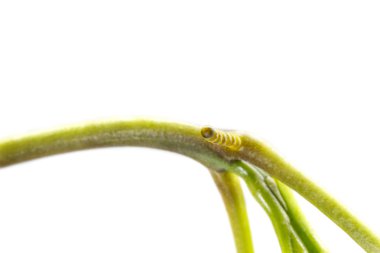 Yumurta ana bilgisayarda şeritli swallowtail kelebek (Papilio demolion) 