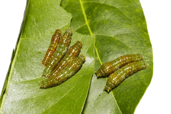 带状燕尾蝴蝶成熟的第四只毛毛虫 ( — 图库照片