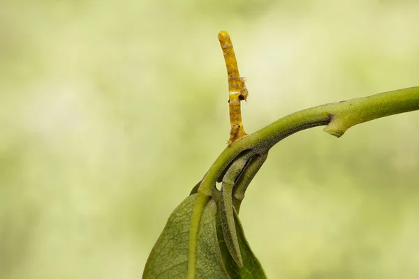 Caterpillars and eggs of banded swallowtail butterfly (Papilio d — Stock fotografie