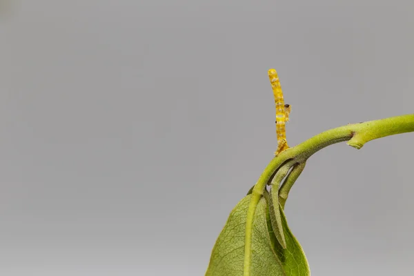 Гусеницы едят свою яичную скорлупу из ласточкиного хвоста — стоковое фото