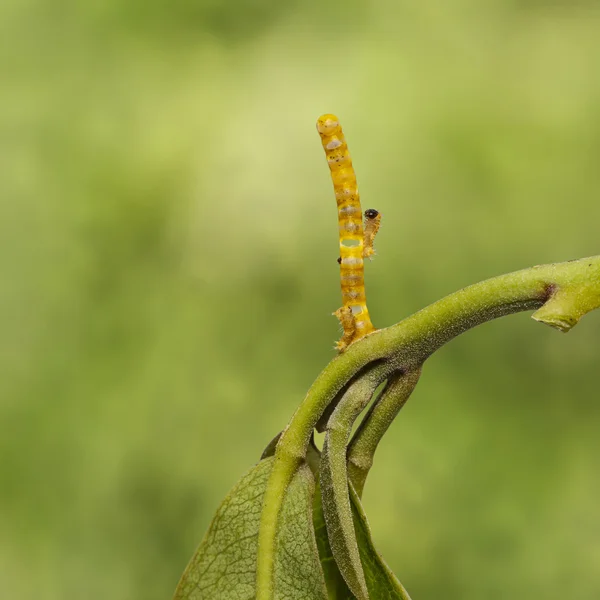 Катерпилляры и яйца бабочки-ласточницы (Papilio d — стоковое фото