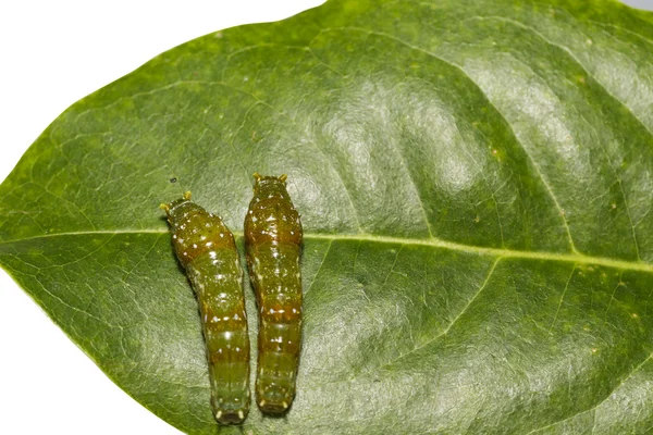 Mature 4th instar caterpillars of banded swallowtail butterfly ( — Stock Photo, Image
