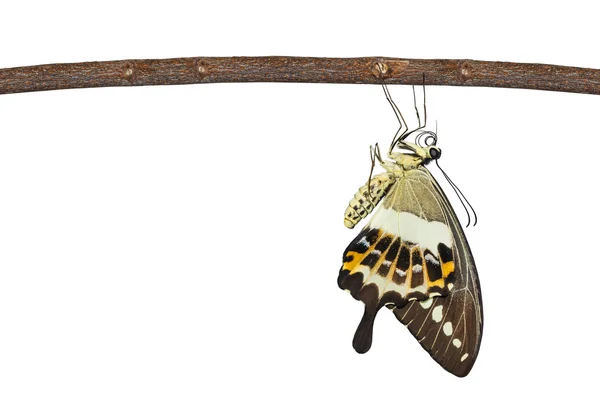 Isoliert gebänderter Schwalbenschwanz-Schmetterling (Papilio demolion) hängend — Stockfoto
