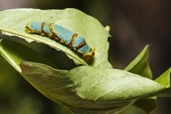 Son biçim caterpillar şeritli swallowtail kelebek (Papilio — Stok fotoğraf