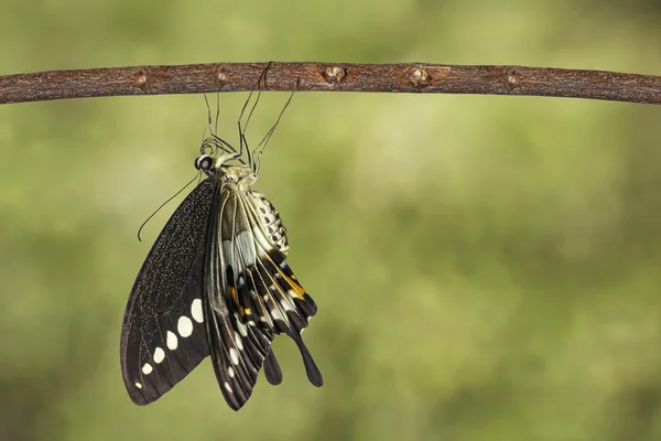 Banded swallowtail butterfly (Papilio demolion) hanging on twig — Stock Photo, Image