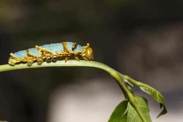Ultimo bruco instar di farfalla a coda di rondine fasciata (Papilio — Foto Stock