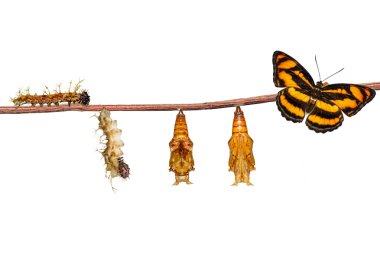 Renk segeant kelebek beyaz izole yaşam döngüsü