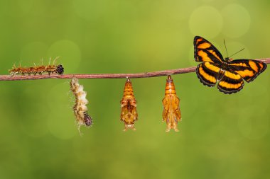 Life cycle of colour segeant butterfly hanging on twig clipart