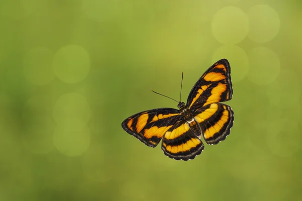 Vista superior da borboleta de concurso de cores (Athyma nefte  ) — Fotografia de Stock