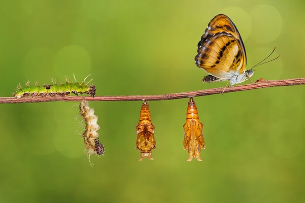 Ciclo de vida da borboleta de concurso de cores no galho — Fotografia de Stock