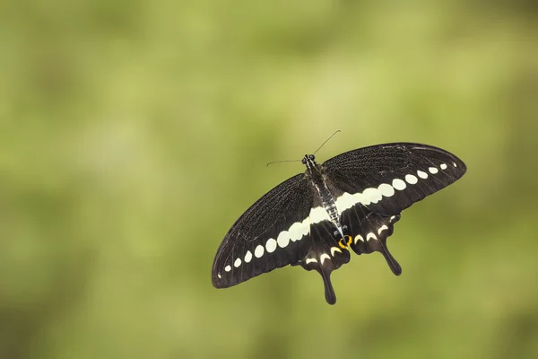 Vue du dessus du papillon à queue d'hirondelle baguée (Papilio demolion ) — Photo