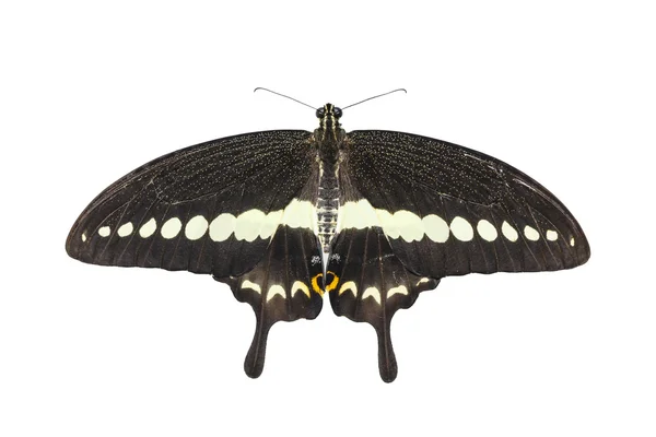 Vista dall'alto isolata della farfalla coda di rondine fasciata (Papilio demol — Foto Stock