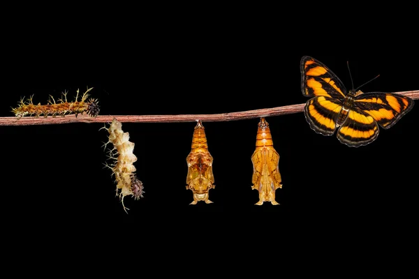 Life cycle of colour segeant butterfly hanging on twig — Stock Photo, Image