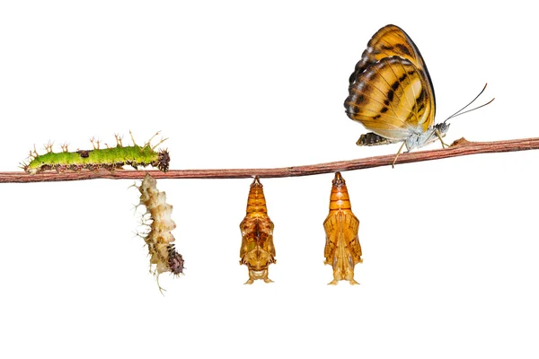 Ciclo di vita isolato della farfalla segale di colore su bianco — Foto Stock