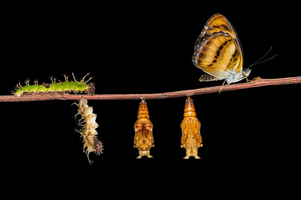 Life cycle of colour segeant butterfly on twig — Stock Photo, Image