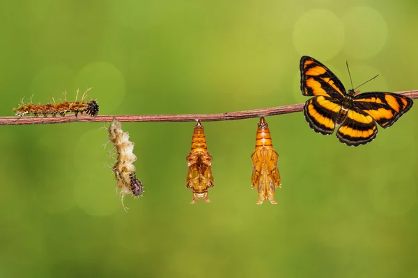 Ciclo de vida de la mariposa segeant del color que cuelga en la ramita — Foto de Stock