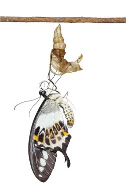 Şeritli swallowtail kelebek (Papilio demolion) emergin izole