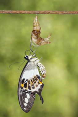 CH ortaya çıkan şeritli swallowtail kelebek (Papilio demolion)