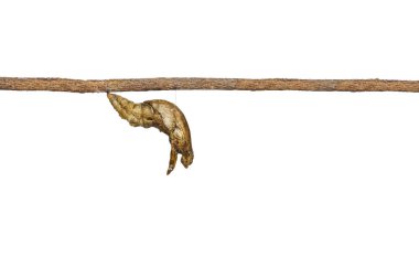 Şeritli swallowtail kelebek (Papilio demo izole chrysalis