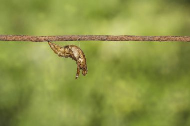 Chrysalis şeritli swallowtail kelebek (Papilio demolion)