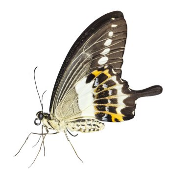 Isolated of banded swallowtail butterfly (Papilio demolion) on w clipart