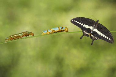 Tırtıllar 4 ve 5 şeritli swallowtail kelebek (Papi ile