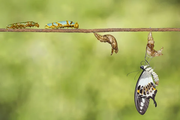 Transformation du papillon à queue d'hirondelle rayée (Papilio demolion — Photo