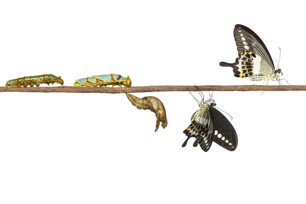 Transformación aislada de mariposa cola de golondrina (Papilio — Foto de Stock