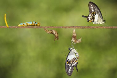 Şeritli swallowtail kelebek (Papil dönüştürme yaşam döngüsü