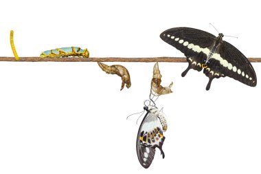Şeritli swallowtail butterf izole dönüştürme yaşam döngüsü