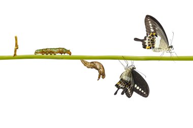 Şeritli swallowtail butterf izole dönüştürme yaşam döngüsü