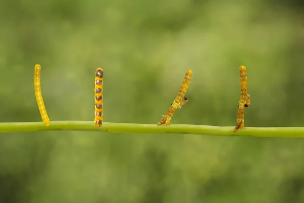 Transformation life cycle of banded swallowtail butterfly (Papil