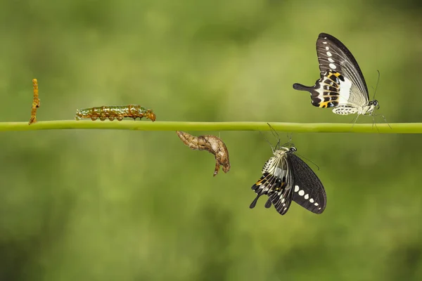 Levenscyclus van de transformatie van gestreepte swallowtail vlinder (Papil — Stockfoto