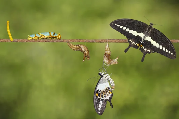 Ciclo di vita di trasformazione della farfalla a coda di rondine fasciata (Papil — Foto Stock