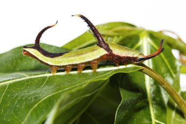 Restin Caterpillar ortak harita (Cyrestis thyodamas) kelebek